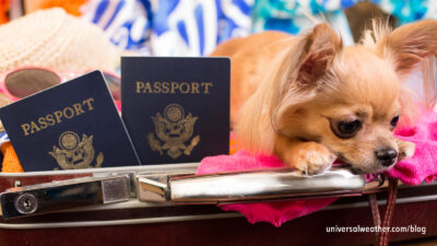 Understanding International Restrictions for Bringing Pets Onboard a Business Aviation Flight