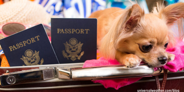 Understanding International Restrictions for Bringing Pets Onboard a Business Aviation Flight