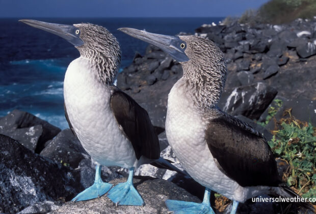 Business Aircraft Operations to the Galapagos Islands – Part 2: Operating Considerations